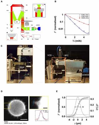 Fast 3-D Imaging of Brain Organoids With a New Single-Objective Planar-Illumination Two-Photon Microscope